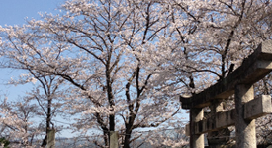 麦田神社のさくら